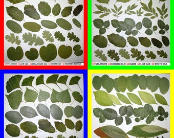 Pressed Dried Leaf Flat Leaves Art Craft Supply Ginkgo Poplar Eucalyptus Oak Sycamore Carob Magnolia Elder Redbud Sage Walnut Elm Ivy Pods