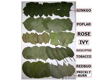 55 PCS Pressed Flat Dried Leaves Ivy Redbud Rose Ginkgo Poplar