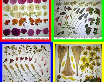 Pressed Dried Flowers Petals Bougainvillea, Poppy, Oleander, Marigold, Mallow, Sage, Lavender, Jacaranda, Lilac, Lily, Magnolia, Sunflower