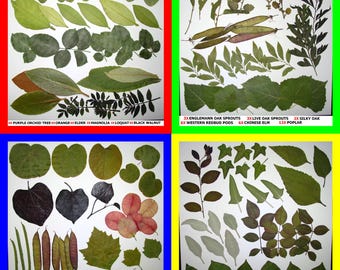 Pressed Dried Leaf Flat Leaves Art Craft Supply Ginkgo Poplar Eucalyptus Oak Sycamore Carob Magnolia Elder Redbud Sage Walnut Elm Ivy Pods