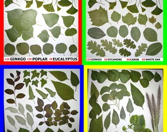 Pressed Dried Leaf Flat Leaves Art Craft Supply Ginkgo Poplar Eucalyptus Oak Sycamore Carob Magnolia Elder Redbud Sage Walnut Elm Ivy Pods
