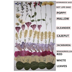 66 PCS Pressed Dry Flowers Poppy Sage Mallow Oleander Jacaranda Bougainvillea Cajeput