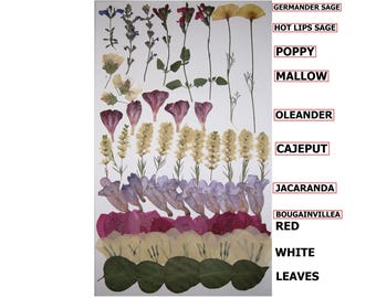66 PCS Pressed Dry Flowers Poppy Sage Mallow Oleander Jacaranda Bougainvillea Cajeput