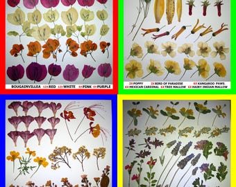 Pressed Dried Flowers Petals Bougainvillea, Poppy, Oleander, Marigold, Mallow, Sage, Lavender, Jacaranda, Lilac, Lily, Magnolia, Sunflower
