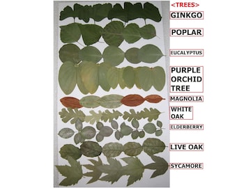 50 PCS Pressed Dry Flat Tree Leaves Ginkgo Oak Sycamore Magnolia Eucalyptus Elderberry Poplar