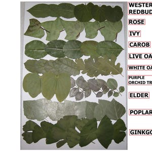 May include: A collection of pressed leaves, including Western Redbud, Rose, Ivy, Carob, Live Oak, White Oak, Purple Orchid Tree, Elder, Poplar, and Ginkgo. The leaves vary in shape and shades of green.