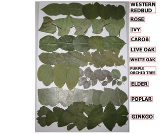 54 PCS Pressed Flat Dry Leaves Art Craft Herbarium Ginkgo Ivy Oak Rose Redbud Elder Art Supply Floral Decoration