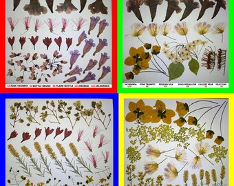 Pressed Dried Flowers Petals Bougainvillea, Poppy, Oleander, Marigold, Mallow, Sage, Lavender, Jacaranda, Lilac, Lily, Magnolia, Sunflower