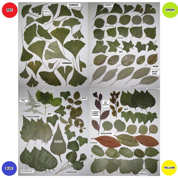 60 PCS Pressed Leaves Choose 2 of 4 Sets Ginkgo Ivy Sage Eucalyptus Bougainvillea Poplar Sunflower Rose Oak Bougainvillea Magnolia Fern