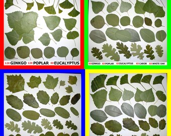 Pressed Dried Leaf Flat Leaves Art Craft Supply Ginkgo Poplar Eucalyptus Oak Sycamore Carob Magnolia Elder Redbud Sage Walnut Elm Ivy Pods