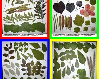 Pressed Dried Leaf Flat Leaves Art Craft Supply Ginkgo Poplar Eucalyptus Oak Sycamore Carob Magnolia Elder Redbud Sage Walnut Elm Ivy Pods