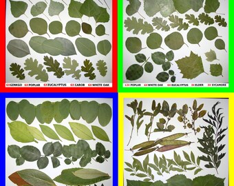 Pressed Dried Leaf Flat Leaves Art Craft Supply Ginkgo Poplar Eucalyptus Oak Sycamore Carob Magnolia Elder Redbud Sage Walnut Elm Ivy Pods