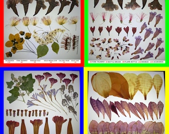 Pressed Dried Flowers Petals Bougainvillea, Poppy, Oleander, Marigold, Mallow, Sage, Lavender, Jacaranda, Lilac, Lily, Magnolia, Sunflower