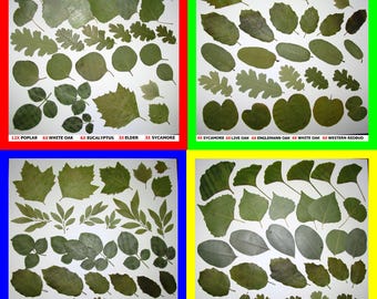 Pressed Dried Leaf Flat Leaves Art Craft Supply Ginkgo Poplar Eucalyptus Oak Sycamore Carob Magnolia Elder Redbud Sage Walnut Elm Ivy Pods