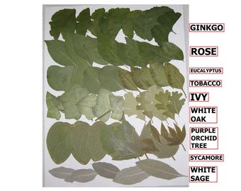 55 PCS Pressed Dry Flat Leaves Ginkgo Rose Eucalyptus Ivy Sycamore Sage Oak Maidenhair for Resin Art Crafts Supplies