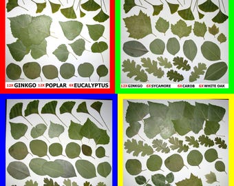 Pressed Dried Leaf Flat Leaves Art Craft Supply Ginkgo Poplar Eucalyptus Oak Sycamore Carob Magnolia Elder Redbud Sage Walnut Elm Ivy Pods