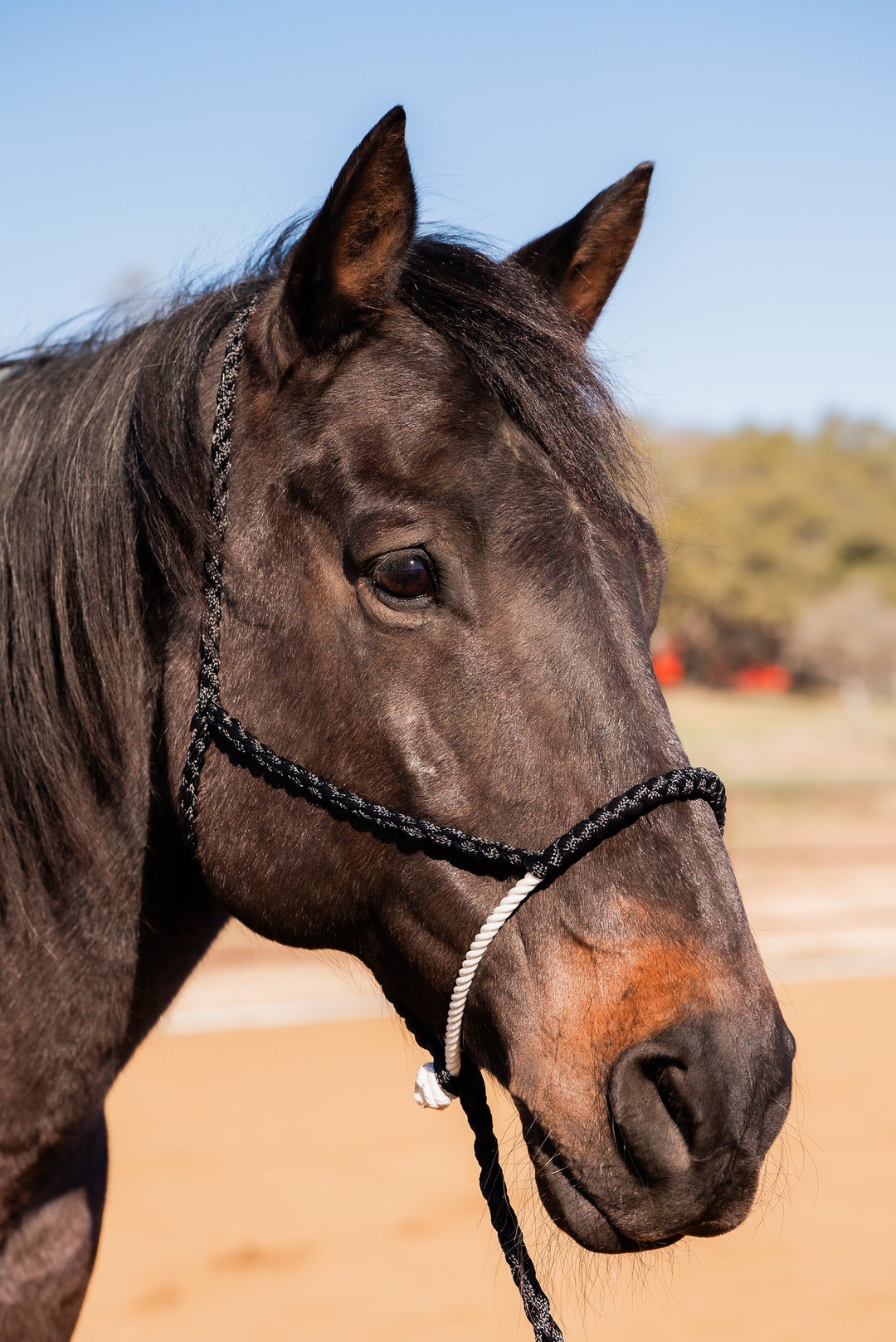 Mule Tape Halter