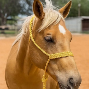 Gold Mule Tape Halter