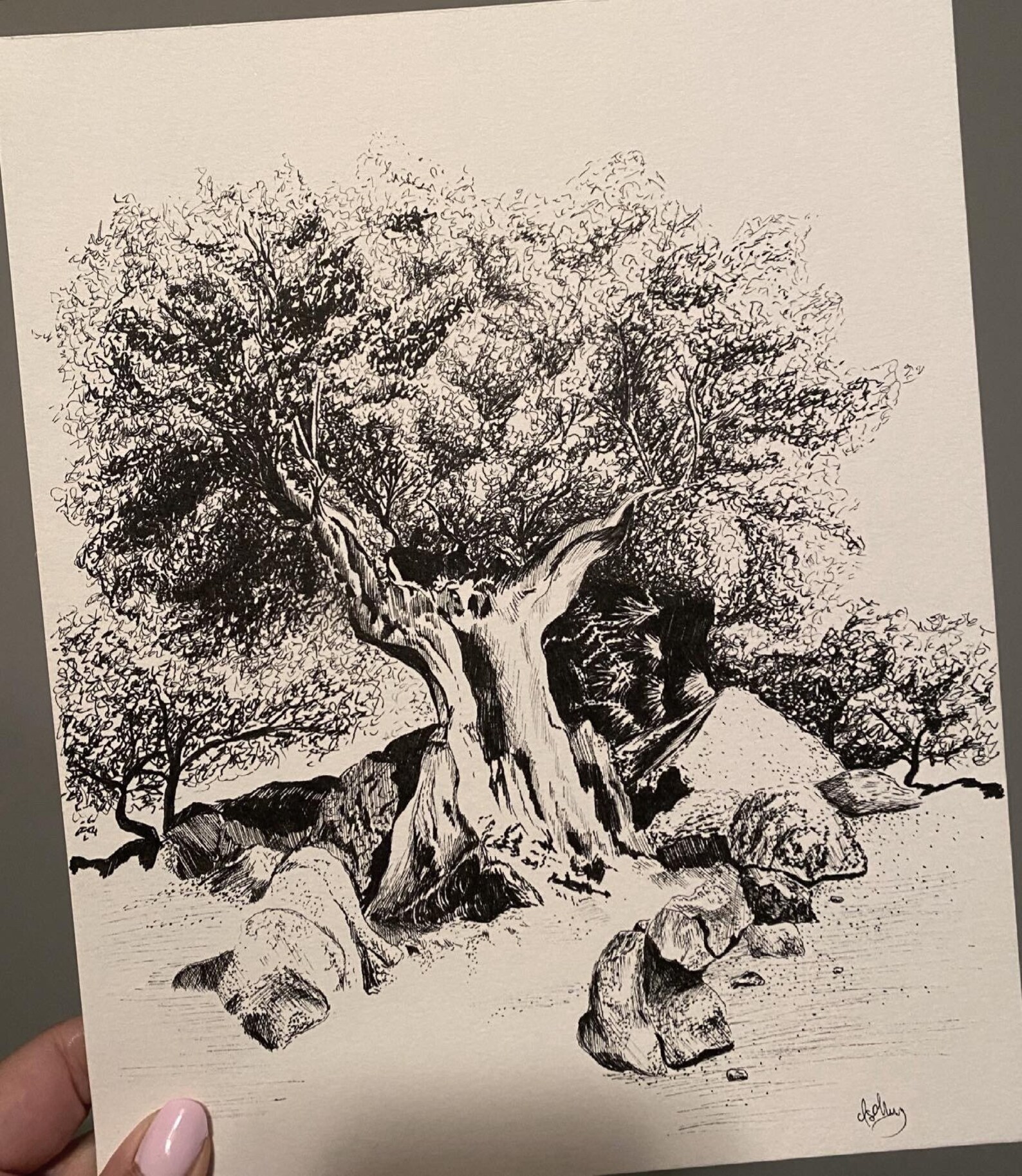 ORIGINAL ink pen drawing of olive tree Etsy