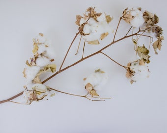 Dried Cotton Branch, Dried Cotton Flowers, Dried Cotton Stem, Preserved Cotton Stem, Dried White Flowers