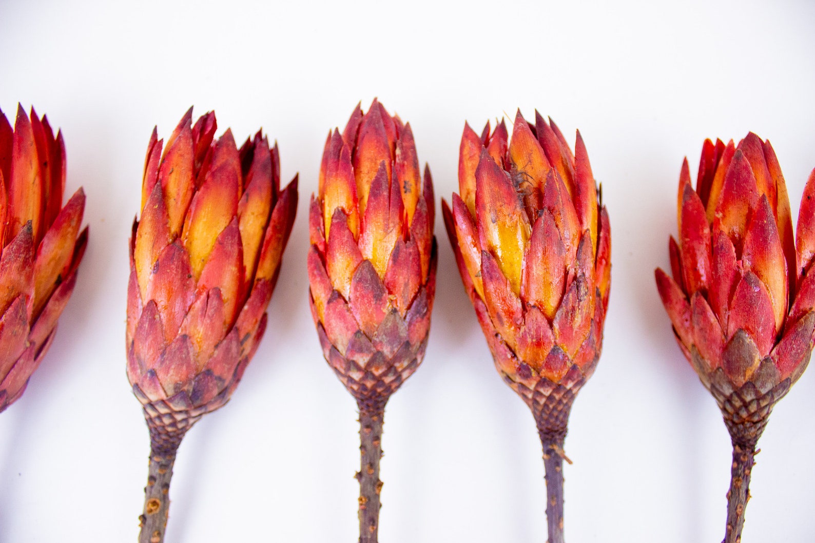 Dried Flower Protea Repens in Red Orange Dried Protea Etsy