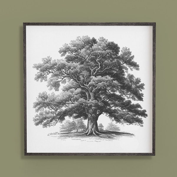 Beautiful Oak Tree Engraving: Stunning Wall Art for Nature Inspired Decor Nature Inspired Decor Home Office Download Print