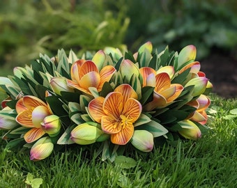 Golden Yellow Freesia Haku lei