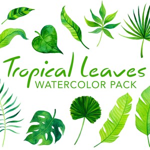 Tropische Bladeren Aquarel Clipart