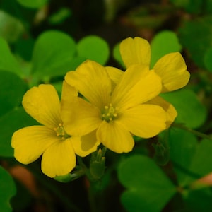 Yellow Creeping Woodsorrel Flower Botanical Printable Wall Art – Oxalis Corniculata Digital Download, Cottagecore Nature Decor