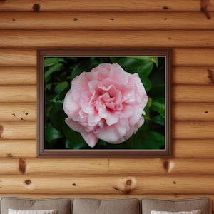 Pink Japanese Camellia Wall Art, Wall Hanging, Printable