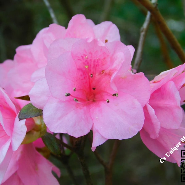 Light Pink Azalea Flower Printable Wall Art, Wall Hanging