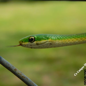 May include: A close-up of a green snake with a yellow stripe on its back. The snake is looking to the right and its tongue is sticking out. The snake is on a metal fence.