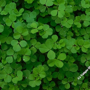 Op de afbeelding: Een close-up afbeelding van een plekje met groene klaverbladeren. De bladeren zijn allemaal van verschillende grootte en vorm, en sommige hebben waterdruppels.