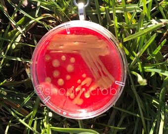 Portachiavi con piastra Petri Staph Aureus / Arte dell'agar microbiologico / Regalo del laboratorio scientifico dei batteri / Arte scientifica