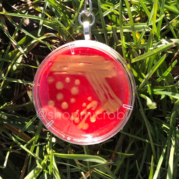 Staph Aureus Petri Dish Keychain / Microbiology Agar Art / Bacteria Science Lab Gift / Science Art