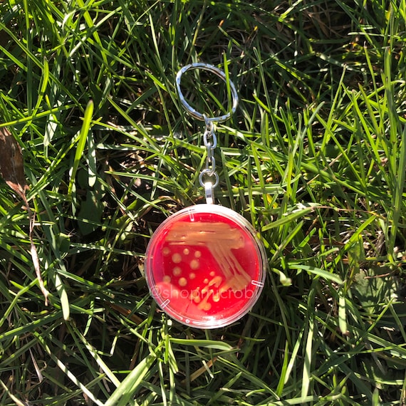 黄色ブドウ球菌ペトリ皿キーホルダー 微生物学寒天アート 細菌科学実験ギフト 科学アート - 日本