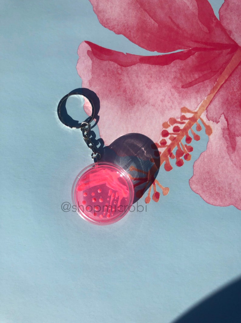 Puede incluir: Llavero con una placa de Petri con bacterias rosas y un anillo de llave plateado. El llavero est&aacute; sobre un fondo azul con una flor rosa de acuarela.