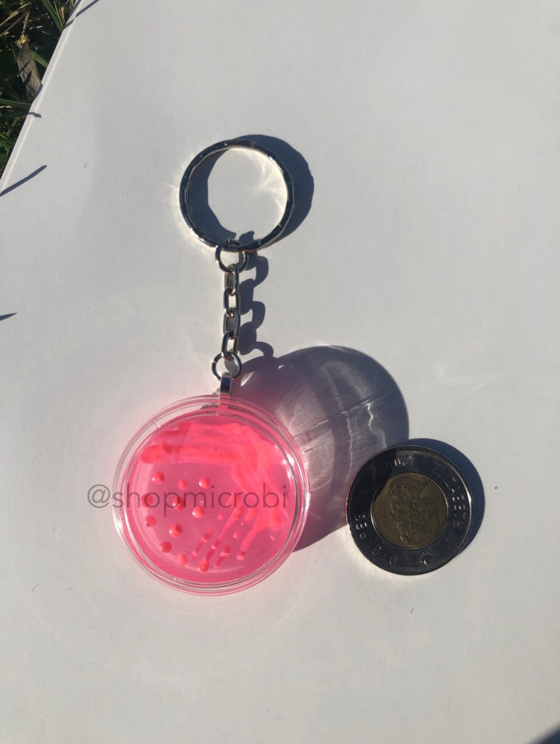 Puede incluir: Un llavero de placa de Petri rosa con una cadena y un anillo plateados. La placa de Petri tiene un agar rosa con rayas blancas y puntos rojos. El texto "@shopmicrobi" es visible en la placa de Petri.