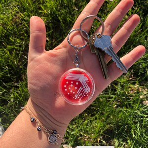 Op de afbeelding: Een rode en witte petrischaal sleutelhanger met een zilveren sleutelring. De petrischaal is gevuld met een rood agar medium en witte bacteriekolonies. De sleutelhanger is bevestigd aan een set sleutels.