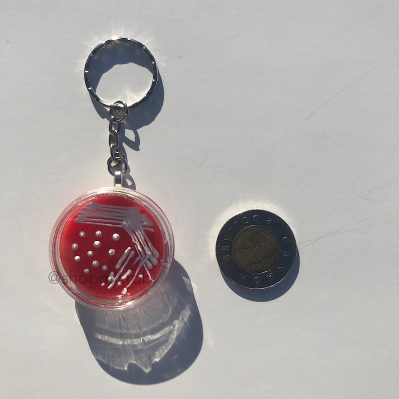 Op de afbeelding: Een rode en witte petrischaal sleutelhanger met een witte bacteriecultuur op een rode achtergrond. De sleutelhanger heeft een zilveren metalen ring en ketting.