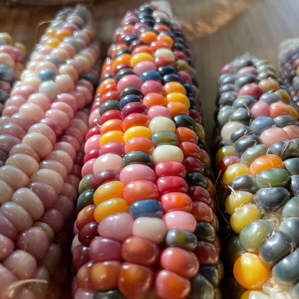 Glass Gem Corn Etsy