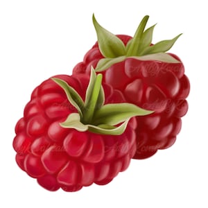 Himbeer PNG, Himbeer Clipart, PNG, Digitaler Download