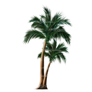 Palm Tree PNG, Palm trees PNG, Palm Tree Clipart, Tropical Tree PNG, Digital Download, Commercial Use