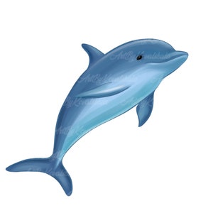 Dolphin PNG, Dolphin Clipart, Ocean Clipart, Digital Download