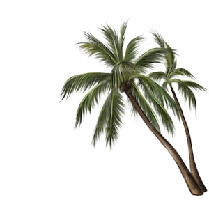Palm Tree PNG, Palm trees PNG, Palm Tree, Digital Download