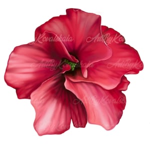 Flower Clipart, Hibiscus PNG, Digital Download, Commercial Use