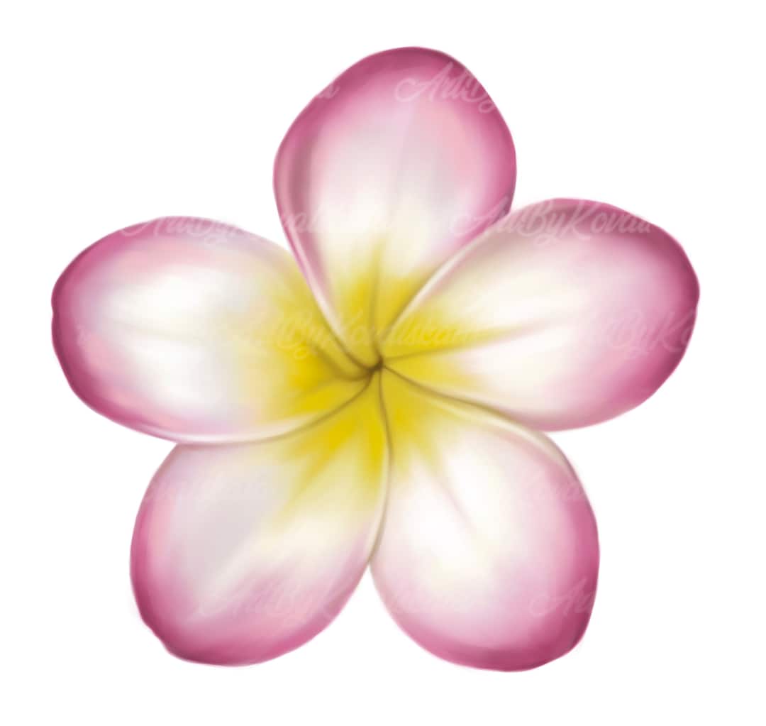 Flower Clipart, Plumeria, Flower PNG, Digital Download - Etsy
