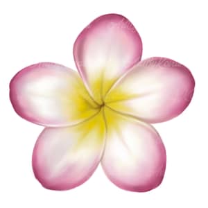 Flower Clipart, Plumeria, Flower PNG, Digital Download