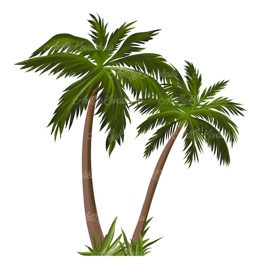 Palm tree transparent deals