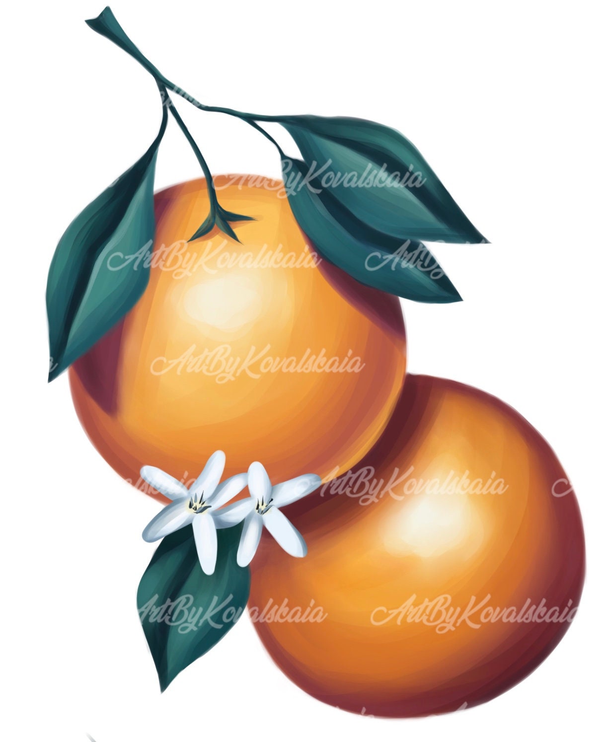 Orange PNG Symbol of Florida Orange digital Oranges PNG Etsy